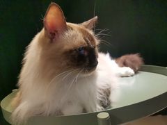 -猫儿山۰猫主题餐厅