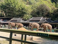 -野象谷景区
