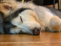 -李小姐の猫咖啡馆(五角场店)