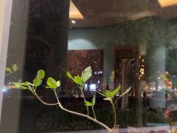 -娇玫荟SPA