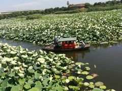 -荷塘月色湿地公园·向阳花洲