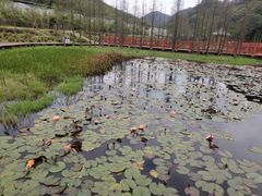 -广州市石门国家森林公园