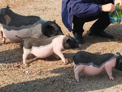 -前小桔亲子创意农场·草莓采摘·露营烧烤