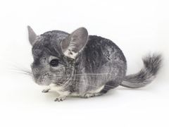 -龙猫仔乐园(惠福东路店)