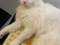 -平行世界·猫咖(首经贸店)