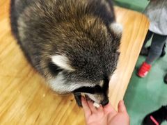 -藦茜花园宠物主题亲子互动体验馆(国顺东路店)