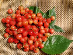 -樱桃山旅游景区