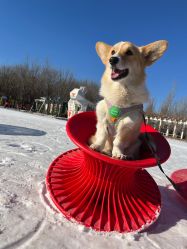 -优沃得自然教育农场·冰雪乐园·生日会·研学