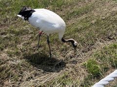 -盐城丹顶鹤湿地生态旅游区