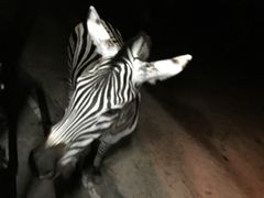 -清迈夜间动物园