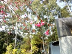景点-广州市流溪河国家森林公园