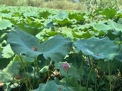 -溱湖国家湿地公园