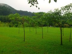 -大屏嶂森林公园