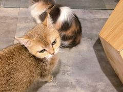 -楼上猫咖(罗湖店)