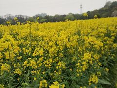 -西湖风景区-江洋畈生态公园