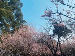 -南山植物园