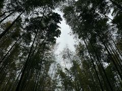 -大奇山国家森林公园