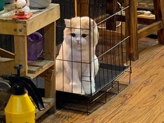 -志龙皇冠吃货椰子铺