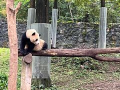 -都江堰中华大熊猫苑