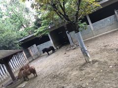 -成都动物园