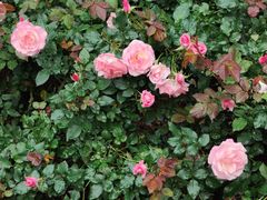 -人民公园(罗湖区)