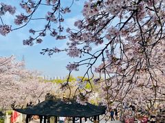 -苏州上方山国家森林公园