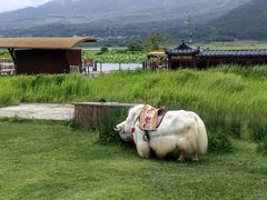 -腾冲北海湿地