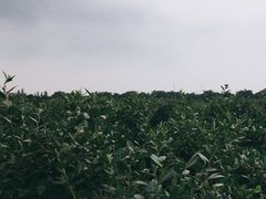 -金谷域澳洲庄园