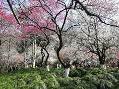 -杭州植物园