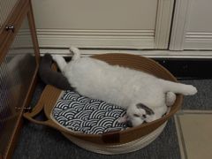 -瑞鹏宠物医院·骨科·猫科·内科(第一中心)