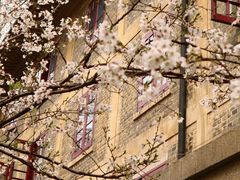 -武汉大学-樱园