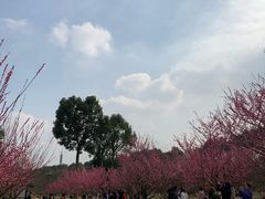 -秀丽东方