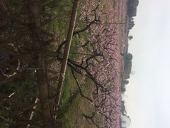 田园东方-田园东方蜜桃村的田野营地