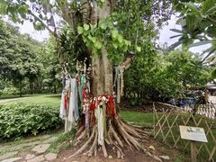 -中国科学院西双版纳热带植物园
