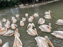-广州长隆飞鸟乐园