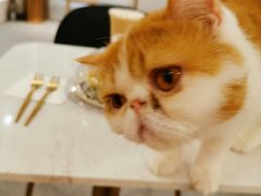 -飞行喵MR PILOT|猫舍·猫咖(静安大融城店)