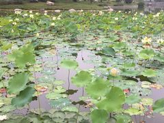 -木塔寺遗址生态公园