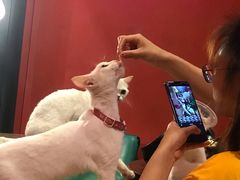 -猫色咖啡·猫咖