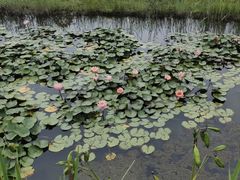 -鉴湖国家城市湿地公园