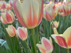 -洛阳郁金香牡丹园