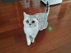 -圣宠宠物(平吉花卉市场店)