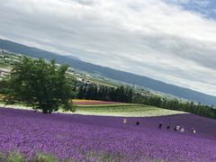 -富田农场