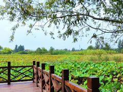 -泗洪洪泽湖湿地景区