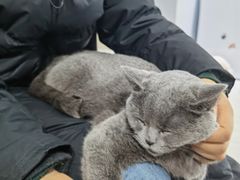 -喵的天空名猫咖啡馆·撸猫·猫舍·用品