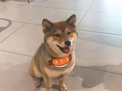 -柴务处·柴犬主题狗咖