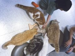 -飞行喵MR PILOT|猫舍·猫咖(静安大融城店)