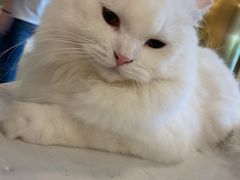 -飞行喵MR PILOT|猫舍·猫咖(静安大融城店)