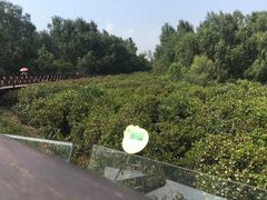 -大亚湾红树林城市湿地公园