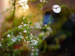 -双季花艺园艺市场(浦东店)