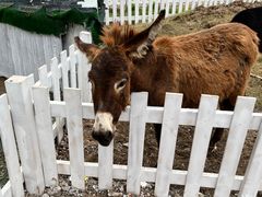 -前小桔亲子创意农场·草莓采摘·露营烧烤